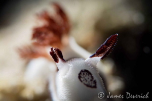 Chomped / Jorunna funebris slightly worse for wear. by James Deverich 